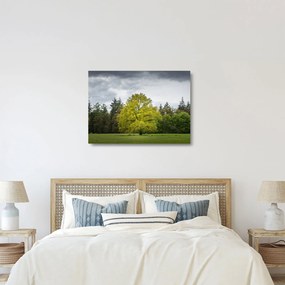 Egy zöld fa képe a mező közepén (üvegen) (70x50 cm)