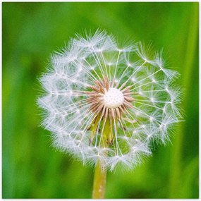 Poszterek 100x100 Pitypang Virág Virágok