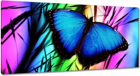 Vászonkép 115x55 Kék pillangó
