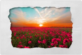 Plakátok 60x40 Pink pipacsok Naplemente