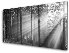 Akril üveg kép Nature Forest Sun Rays 100x50 cm 2 fogas