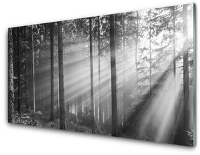 Akril üveg kép Nature Forest Sun Rays 100x50 cm