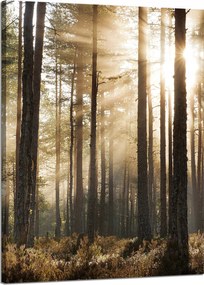 Vászonkép Nap az erdőben Hideg színek Fű 50x70 cm