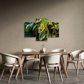 Kaméleon képe (90x60 cm)