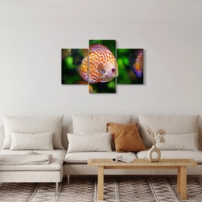 Egy hal képe (90x60 cm)