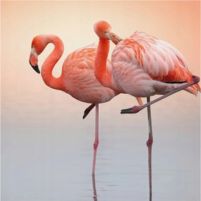Modern fotótapéta Flizelina a falra Finom flamingók 250x250 Ragasztó