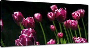 Vászonkép 115x55 Lila tulipánok
