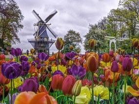 Poszter 40x30cm Színes tulipánok a kertben Keukenhof, Assaf Frank