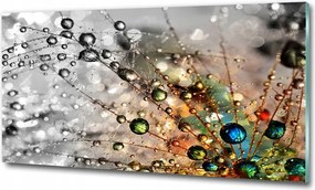 Fotó üvegkép Pitypang magok 100x70