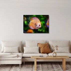 Egy hal képe (üvegen) (70x50 cm)