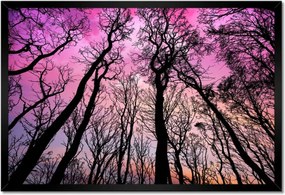 Poszterek keretben 60x40 Erdő Fák Kilátás alulról