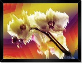 Poszterek keretben 40x30 Orchidea Gyönyörű virágok