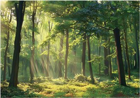 Fotótapéta Varázslatos erdő Perspektíva Fény a falon 254x184 +ragasztó