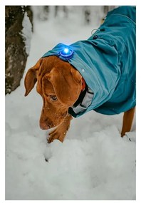 LED fény nyakörvre Blue - Orbiloc