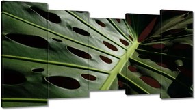 Vászonkép 150x80 Mosnter levelei lyukas