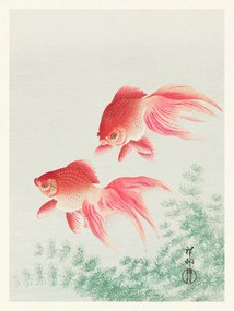 Festmény reprodukció Two Veil Goldfish (Japandi Vintage) - Ohara Koson, (30 x 40 cm)