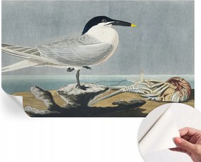 Öntapadós fotótapéta Falra 3D Loft Ornitológiai elegancia 416x254