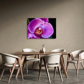 Részletes kép az orchidea virágról (üvegen) (70x50 cm)