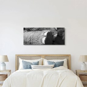 Kép - Elefánt láb (120x50 cm)