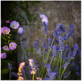 Poszterek 100x100 Levendula