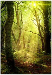 Poszterek 70x100 Varázslatos erdő Tájkép