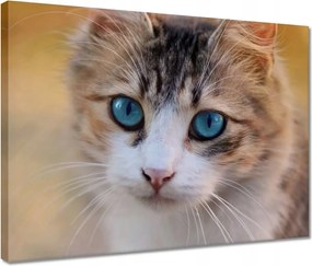 Vászonkép 40x30 Cica Cicák Macskák