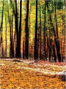 Fotótapéta erdő fák levelek fotótapéta 184 x 254