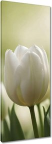 Vászonkép 40x100 Fehér tulipánok