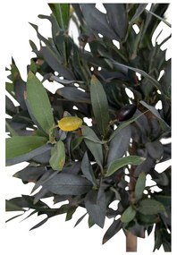 Olajfa műnövény (magasság 126 cm) – House Nordic