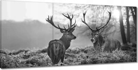 Vászonkép 210x100 Fekete-fehér szarvasok
