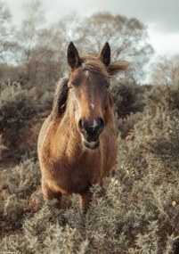 Poszter 21x29,7cm Ló a vadonban, Assaf Frank