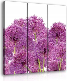 Vászonkép 90x100 Alium díszhagyma lila virágok lila virágzás