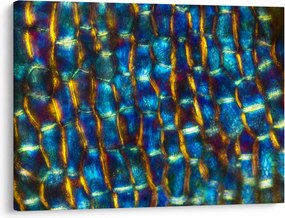 Kép - Sejtfal (70x50 cm)