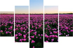 Kép - lila tulipánok rétje (150x105 cm)