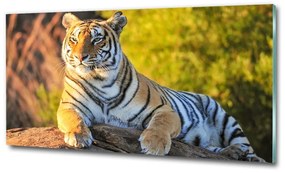 Üvegkép Portré egy tigris osh-65114965