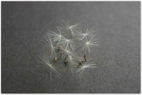 Poszterek 120x80 Pitypang Virág Virágok