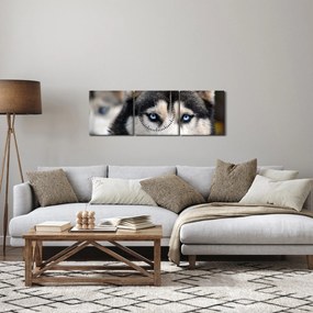 Husky kutya kép (órával) (90x30 cm)