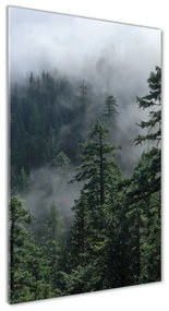 Üvegfotó Köd az erdőben osv-103817714