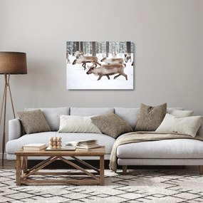 Üveg kép - Rénszarvas (70x50 cm)