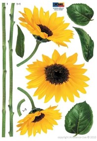 Sun Flowers falmatrica - Ambiance