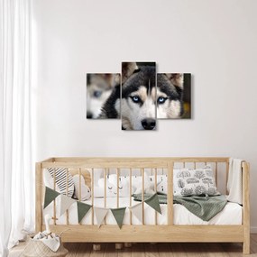 Husky kutya kép (90x60 cm)