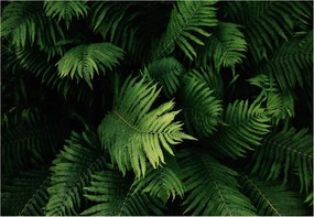 Fotótapéta levelek páfrányok fotótapéta 312 x 219