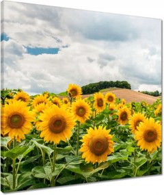Vászonkép 50x50 Tájkép napraforgókkal