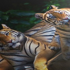 Kép - Tigris testvérek (90x60 cm)