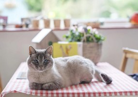 Poszter 84,1x59,4cm Macska az asztalon, Assaf Frank