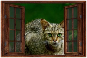 Poszterek 120x80 Cica Cicák Macskák