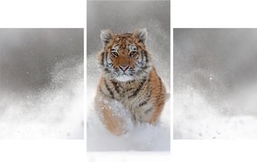 Futó tigris a hóban képe (90x60 cm)
