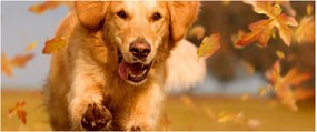 Kép - Golden Retriever (120x50 cm)