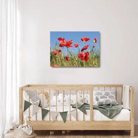 Kép - Pipacsok  (üvegen) (70x50 cm)