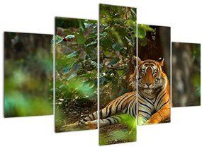 Pihenő tigris képe (150x105 cm)